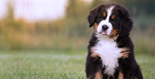 Puppies For Sale