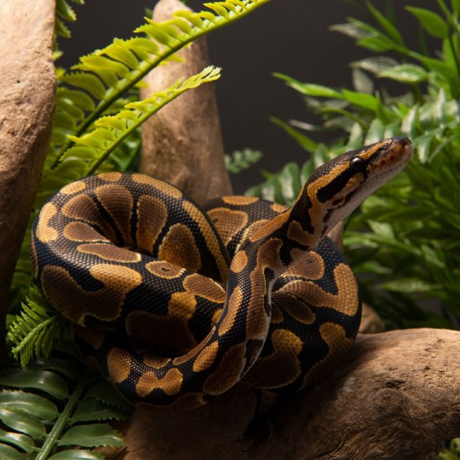 Curated visual reference: Gallery Detail: Reptiles Available For Sale