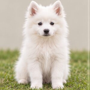 American-Eskimo