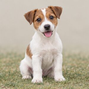 Jack-Russel-Terrier