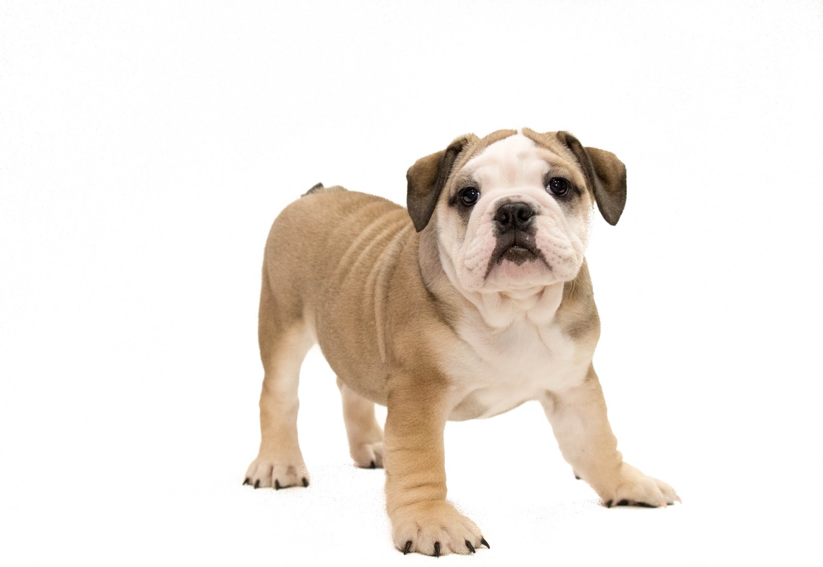 Bulldogs Puppies for Sale