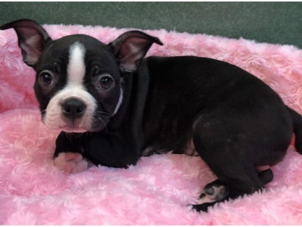 Boston Terrier-DOG-Female-Black & White-1023-Petland Katy - Houston, Texas