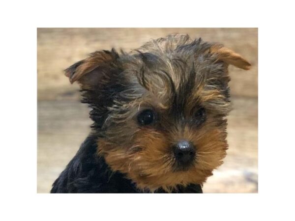 Yorkshire Terrier-DOG-Male-Black & Tan-1002-Petland Katy - Houston, Texas