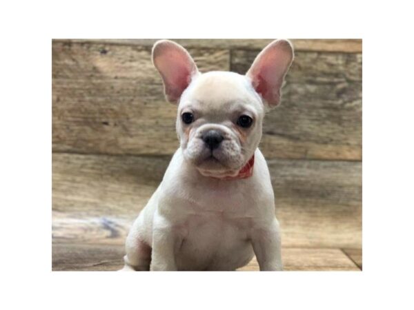 French Bulldog-DOG-Male-Cream-1007-Petland Katy - Houston, Texas