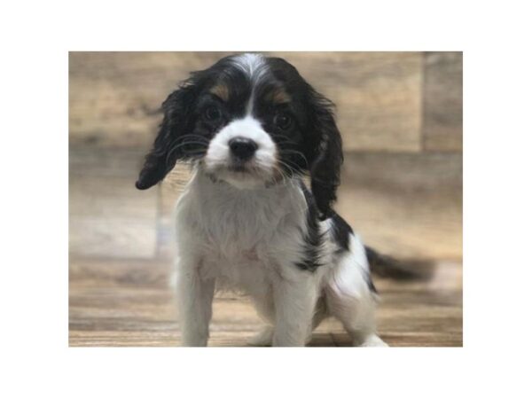 Cavalier King Charles Spaniel-DOG-Female-Black Tan & White-1010-Petland Katy - Houston, Texas