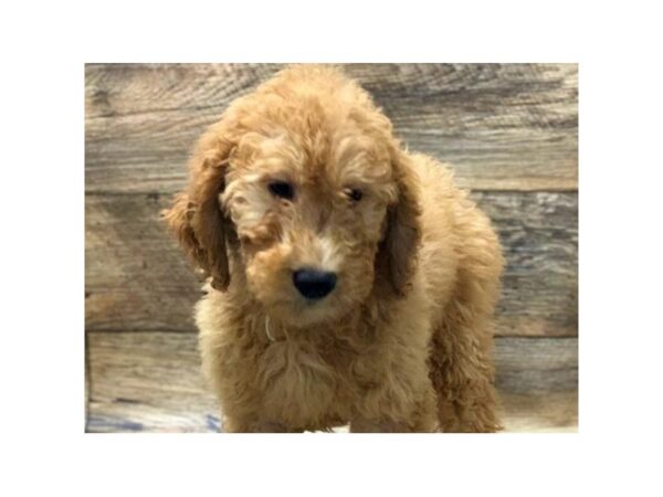 Goldendoodle-DOG-Female-Golden-1011-Petland Katy - Houston, Texas