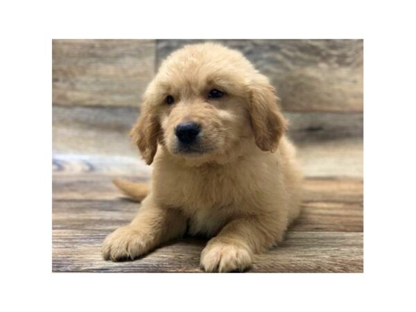 Golden Retriever-DOG-Male-Golden-1013-Petland Katy - Houston, Texas