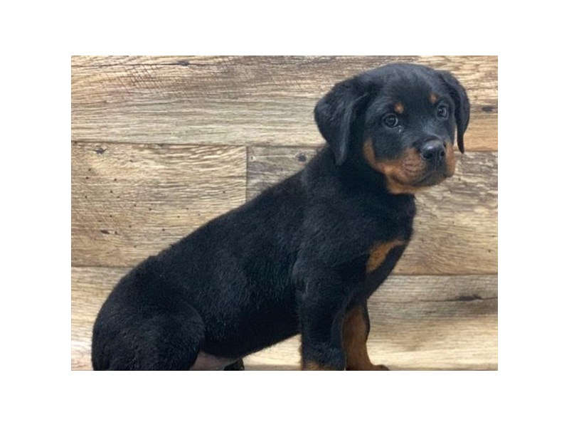 Rottweiler Dog Male Black & Mahogany 1014