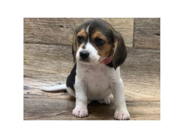 Beagle-DOG-Female-Black White & Tan-1020-Petland Katy - Houston, Texas