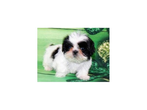 Shih Tzu-DOG-Female-Black & White-1024-Petland Katy - Houston, Texas