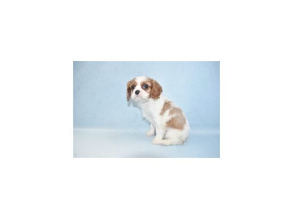 Cavalier King Charles Spaniel-DOG-Female-Blenheim-1043-Petland Katy - Houston, Texas