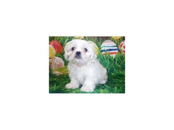 Pekashitz-DOG-Male-Cream-1049-Petland Katy - Houston, Texas