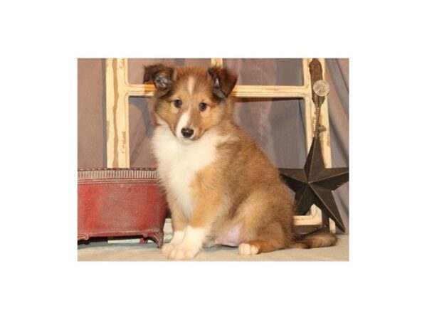 Shetland Sheepdog-DOG-Male-Sable & White-1053-Petland Katy - Houston, Texas