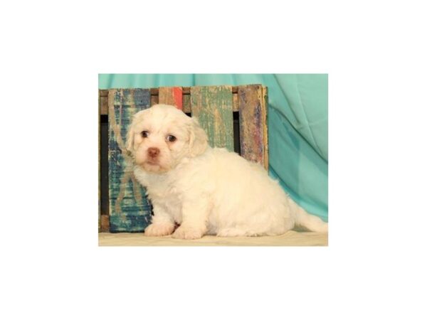 Zuchon-DOG-Female-White & Cream-1052-Petland Katy - Houston, Texas