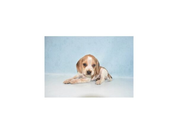 Beagle-DOG-Female-Red Black and White-1058-Petland Katy - Houston, Texas