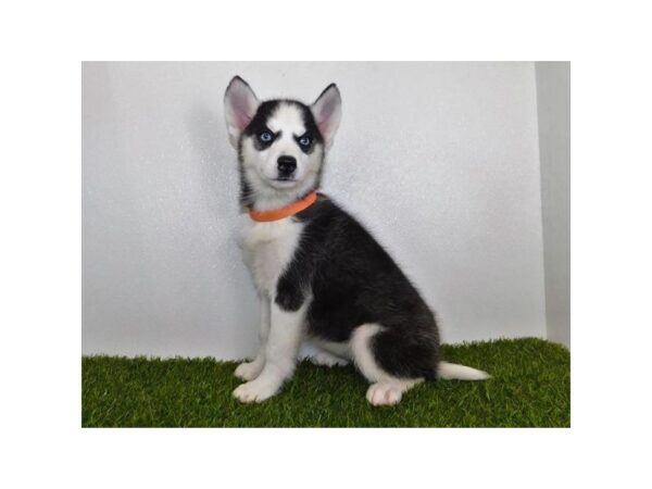 Siberian Husky-DOG-Female-Black & White-1066-Petland Katy - Houston, Texas