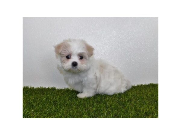 Maltese-DOG-Female-White-1064-Petland Katy - Houston, Texas
