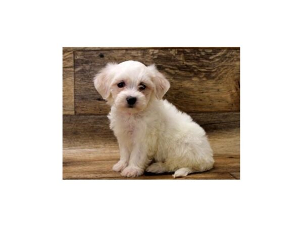 Maltipoo-DOG-Female-White-1062-Petland Katy - Houston, Texas
