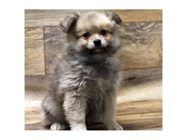 Pomeranian-DOG-Female-Orange Sable-1070-Petland Katy - Houston, Texas