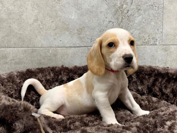 Beagle-DOG-Male-Lemon & White-1067-Petland Katy - Houston, Texas