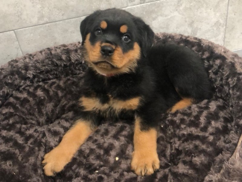 Rottweiler Dog Male Black & Tan 1073