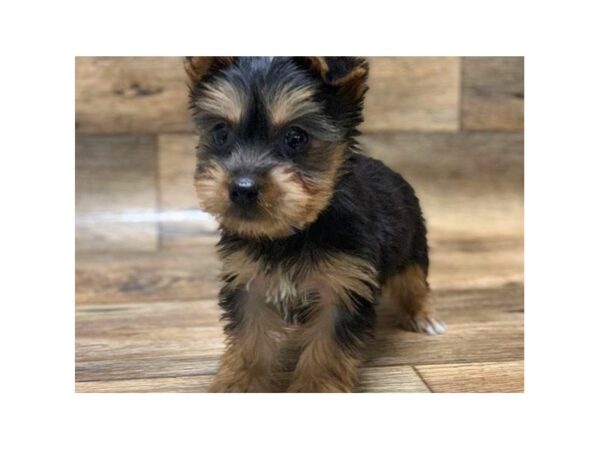 Silky Terrier-DOG-Female-Black & Tan-1078-Petland Katy - Houston, Texas