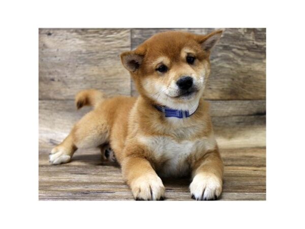 Shiba Inu-DOG-Male-Red Sesame-1091-Petland Katy - Houston, Texas