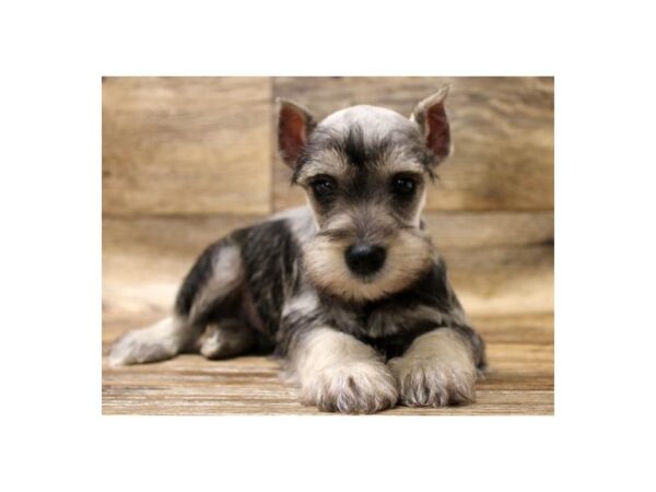 Miniature Schnauzer-DOG-Male-Salt & Pepper-1092-Petland Katy - Houston, Texas