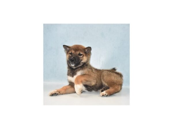 Shiba Inu-DOG-Female-Red Sesame-1102-Petland Katy - Houston, Texas