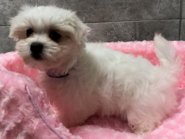 Maltese-DOG-Female-White-1110-Petland Katy - Houston, Texas