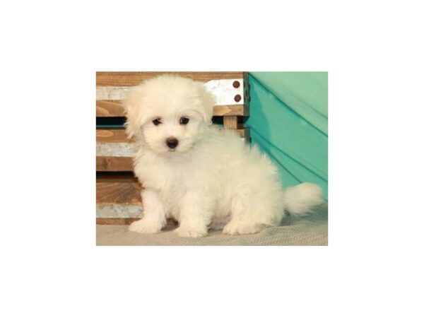 Maltese-DOG-Male-White-1116-Petland Katy - Houston, Texas