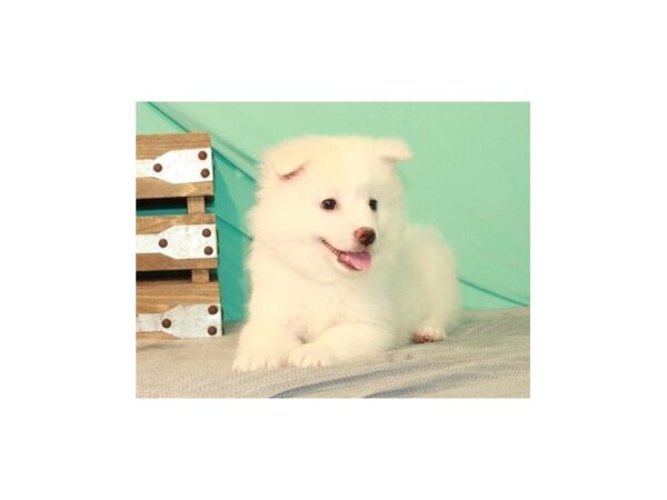 American Eskimo-DOG-Female-White-1115-Petland Katy - Houston, Texas