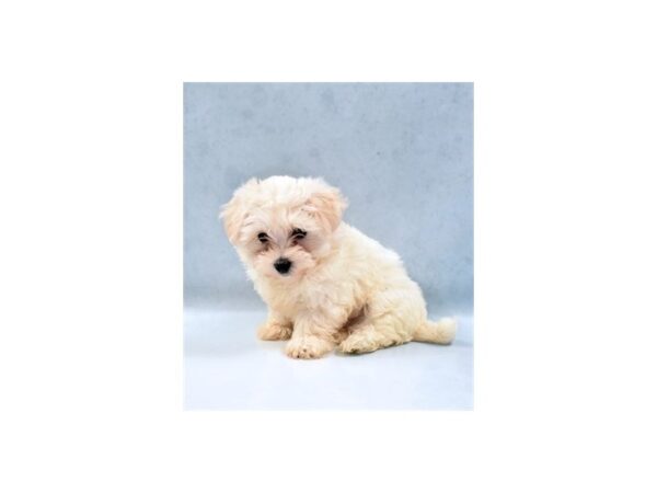 Coton De Tulear-DOG-Male-White-1127-Petland Katy - Houston, Texas
