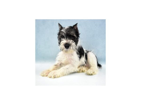 Miniature Schnauzer-DOG-Female-Black-1130-Petland Katy - Houston, Texas