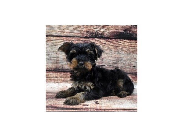 Yorkshire Terrier-DOG-Male-Black and Gold-1138-Petland Katy - Houston, Texas