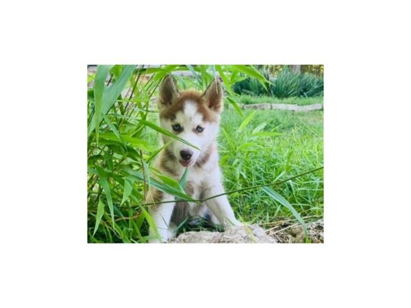 Siberian Husky-DOG-Female-Red & White-1137-Petland Katy - Houston, Texas