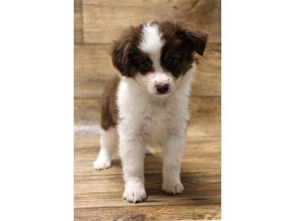 Miniature Australian Shepherd-DOG-Female-Red & White-1148-Petland Katy - Houston, Texas