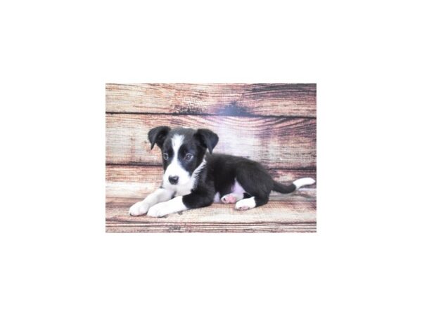 Border Collie/Aussie-DOG-Male-Black and White-1160-Petland Katy - Houston, Texas