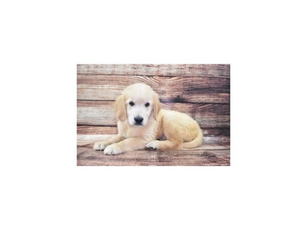 Golden Retriever-DOG-Male-Golden-1156-Petland Katy - Houston, Texas