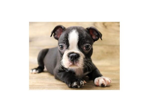 Boston Terrier-DOG-Male-Black & White-1163-Petland Katy - Houston, Texas