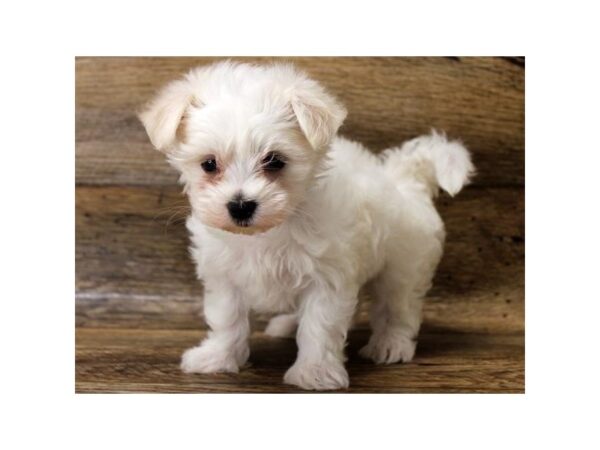 Maltese-DOG-Female-White-1165-Petland Katy - Houston, Texas