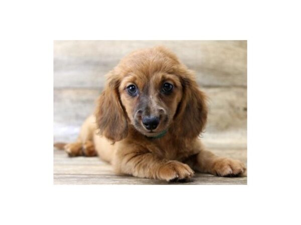 Dachshund-DOG-Female-Red-1166-Petland Katy - Houston, Texas