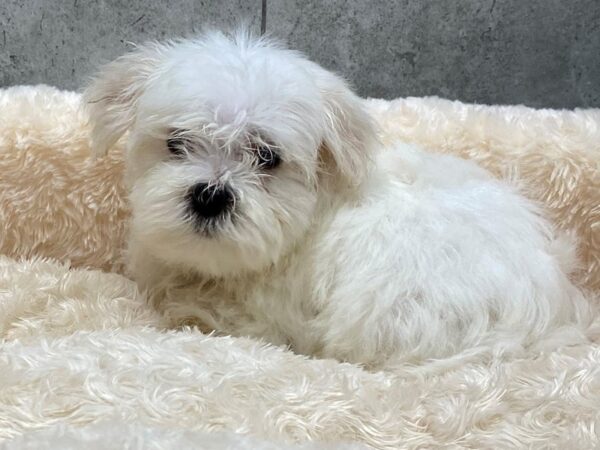 Maltese-DOG-Male-White-1151-Petland Katy - Houston, Texas