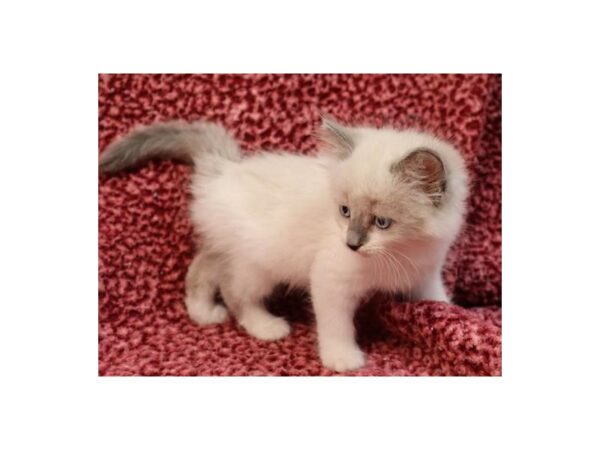 Domestic Cat-CAT-Male-Blue Pnt-1168-Petland Katy - Houston, Texas
