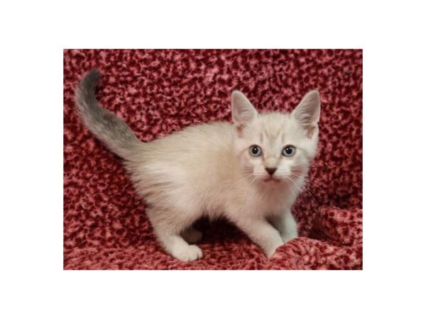 Domestic Cat-CAT-Male-Blue Pnt-1167-Petland Katy - Houston, Texas