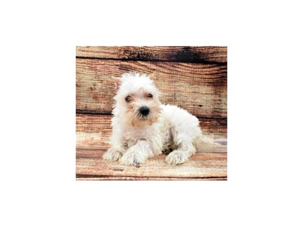 Miniature Schnauzer-DOG-Female-White-1181-Petland Katy - Houston, Texas