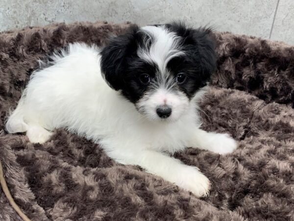 Papitese-DOG-Male-Black & White-1171-Petland Katy - Houston, Texas
