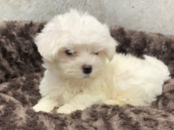 Maltese-DOG-Male-White-1174-Petland Katy - Houston, Texas