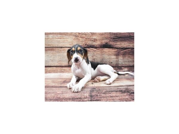 Walker Coonhound-DOG-Female-Tri Color-1215-Petland Katy - Houston, Texas
