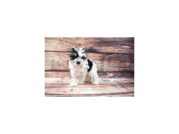 Miniature Schnauzer-DOG-Female-Black-1214-Petland Katy - Houston, Texas